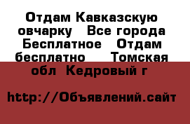 Отдам Кавказскую овчарку - Все города Бесплатное » Отдам бесплатно   . Томская обл.,Кедровый г.